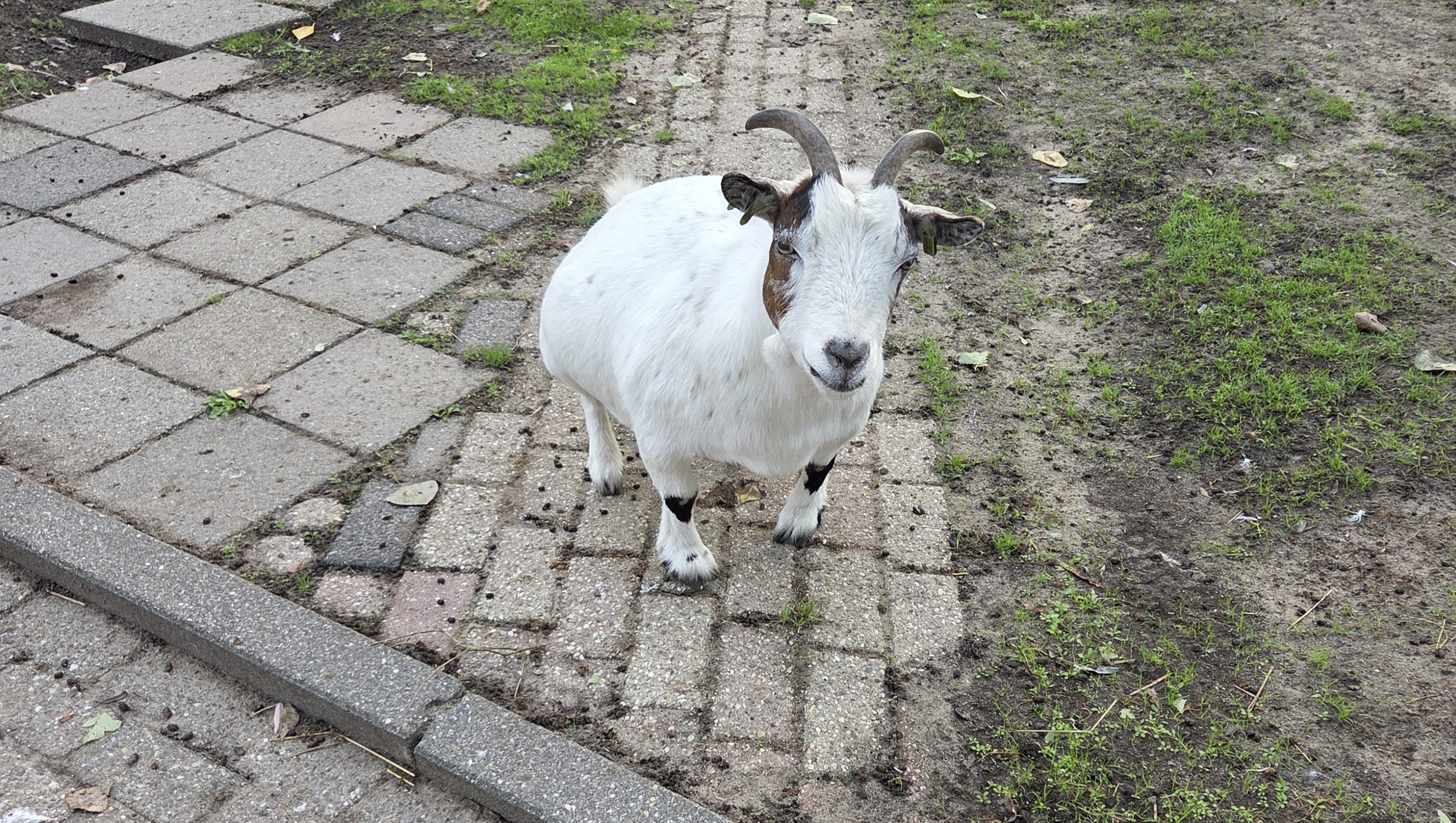 Mieke
