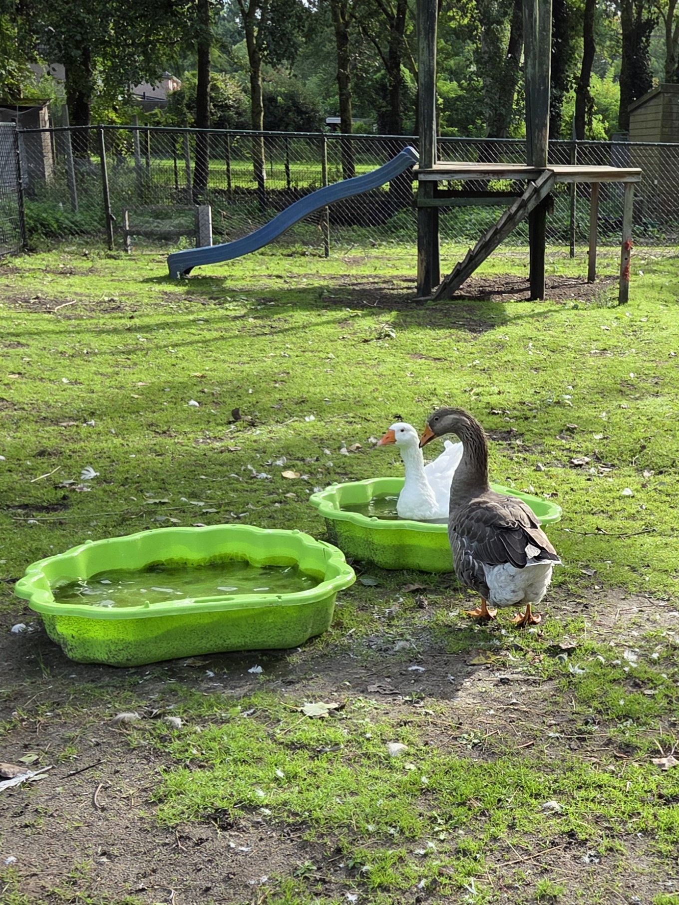 Grietje en gans